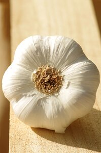 Head of garlic food culture