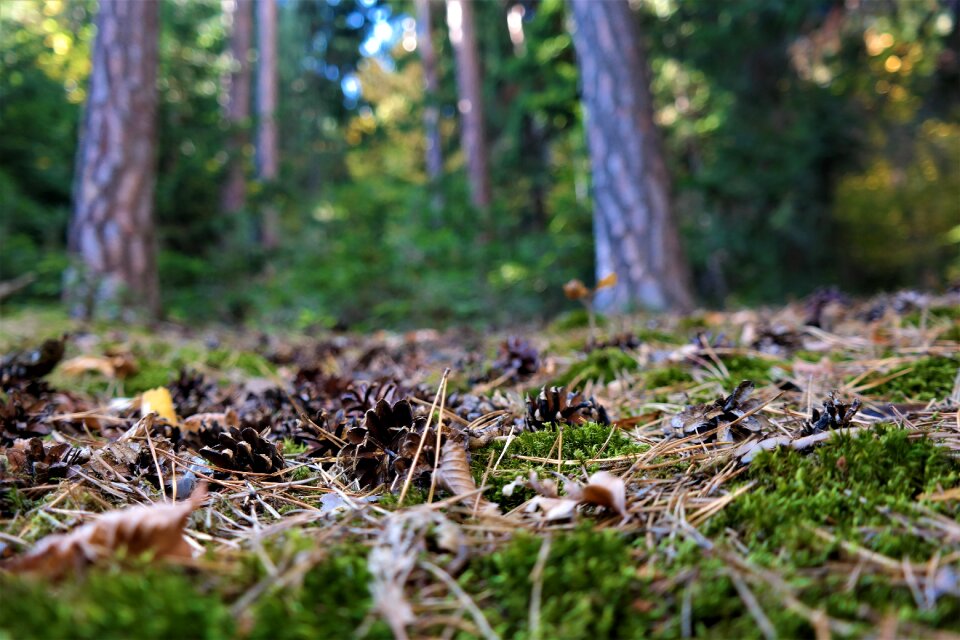 Forest floor autumn forest tap