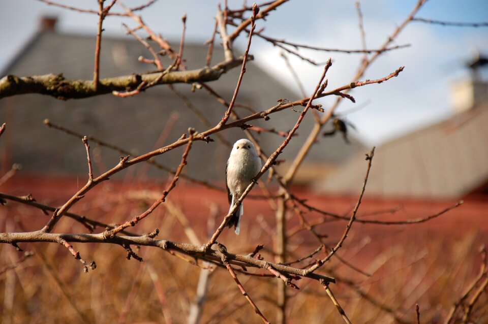 Long tailed tit bird tit