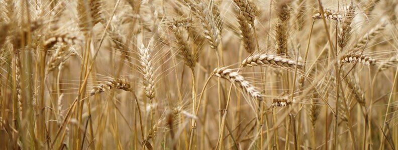 Agriculture field fields
