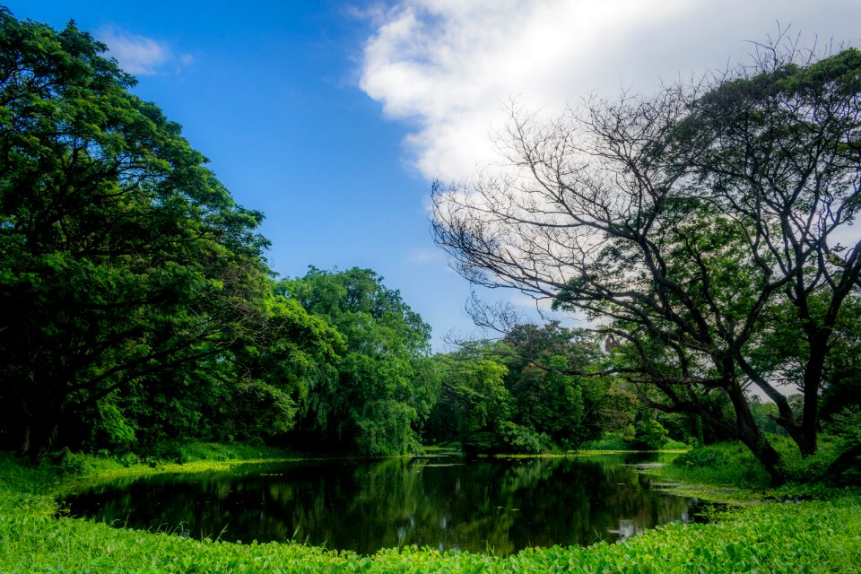 Grass panoramic wood