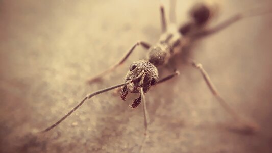 Wildlife little biology