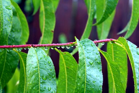 Nature green wet photo