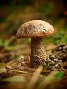 Tree autumn landscape photo