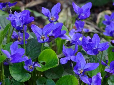 Garden violet scented violets