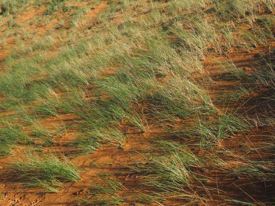 Ammophila arenaria common beach grass sand pipe