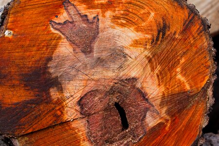 Tree art texture