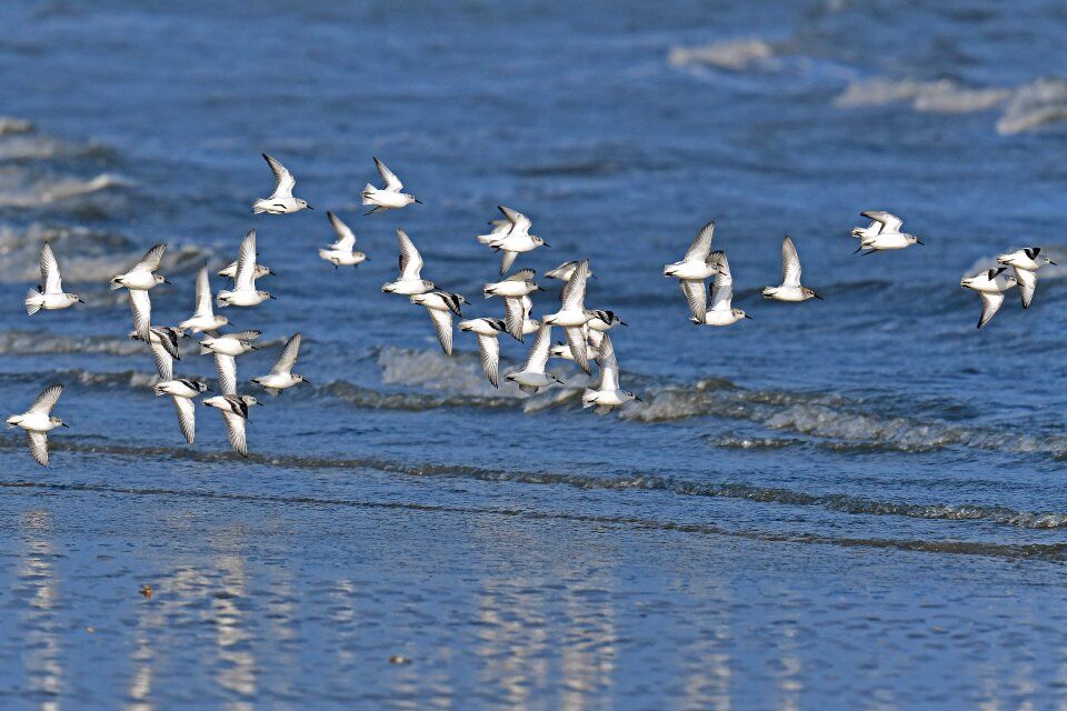 Bird waters animal world