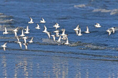 Bird waters animal world photo