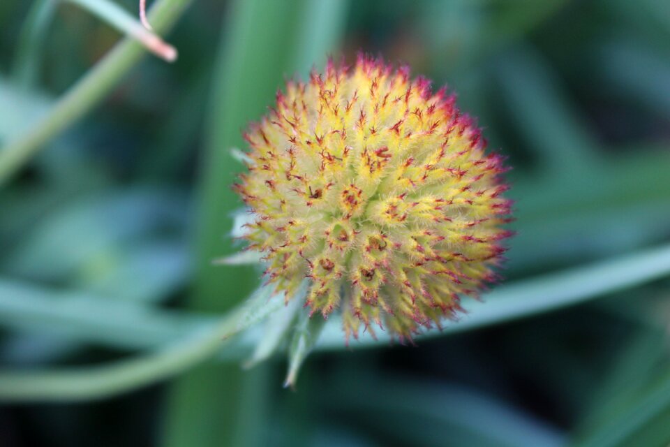 Garden nature summer