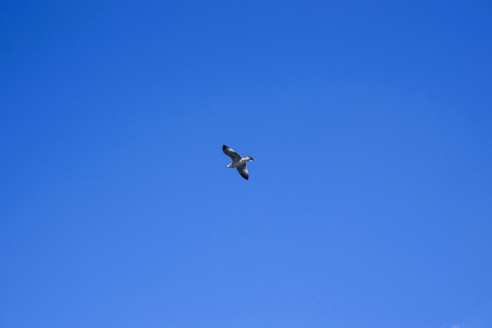 Freedom blue peace