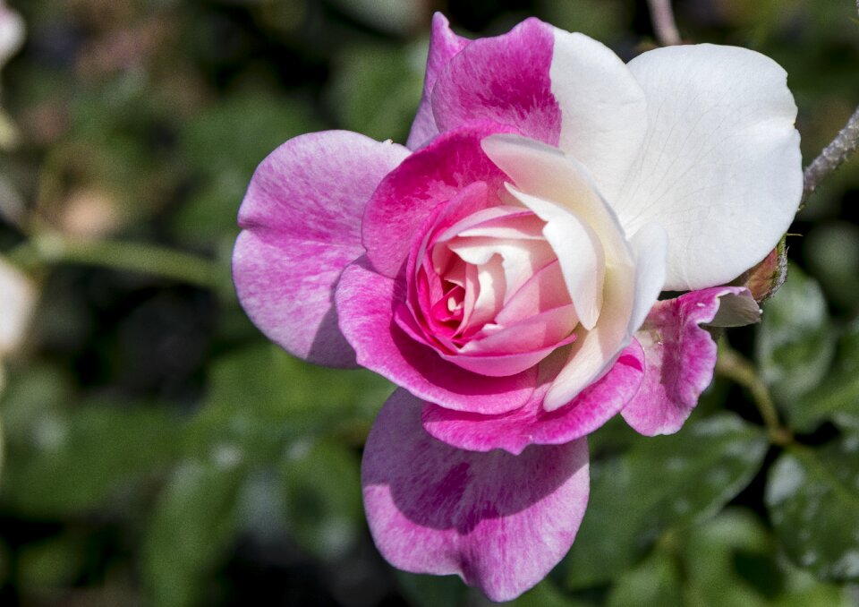 Petal garden blooming