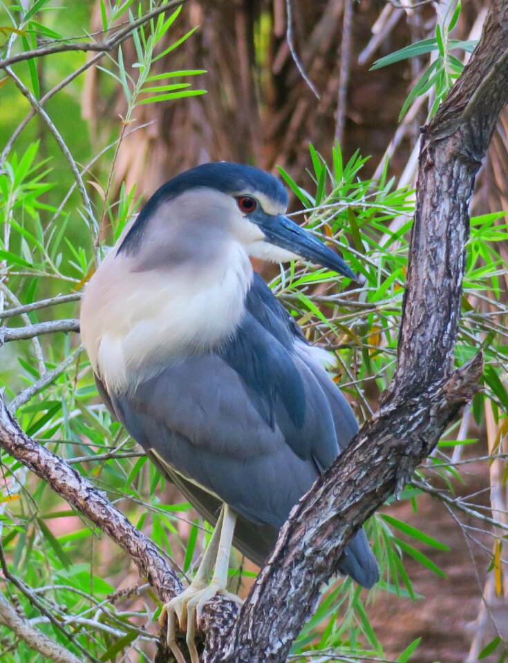 Beak night heron wild