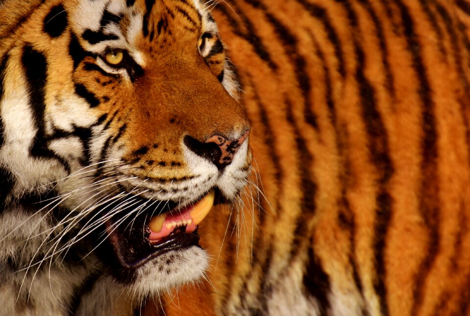 Beautiful dangerous big cat