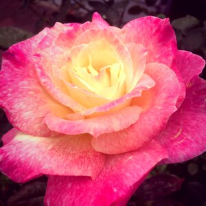 Rose flower pink