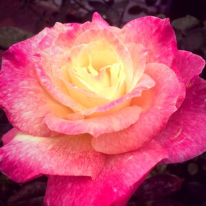 Rose flower pink photo