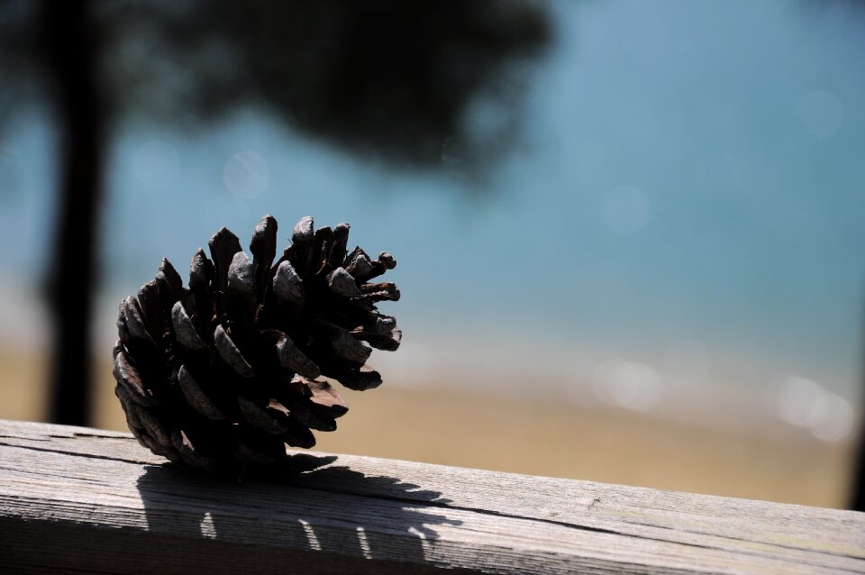 Tree green pinecone