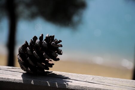 Tree green pinecone