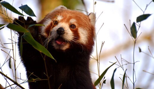 Ailurus fulgens predator mammal