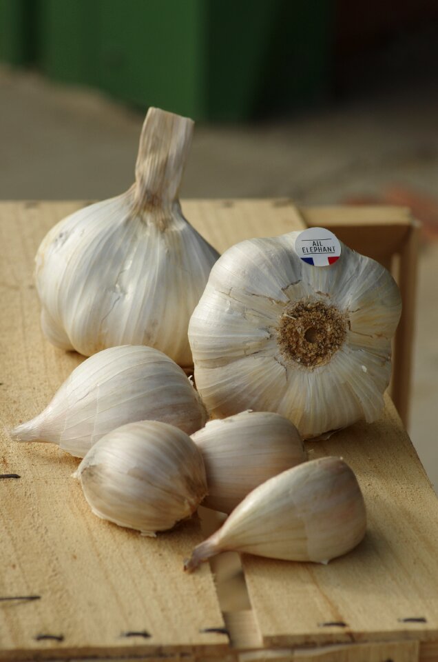 Garlic grown novelty agriculture