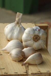 Garlic grown novelty agriculture