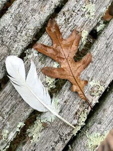 Autumn white fall photo