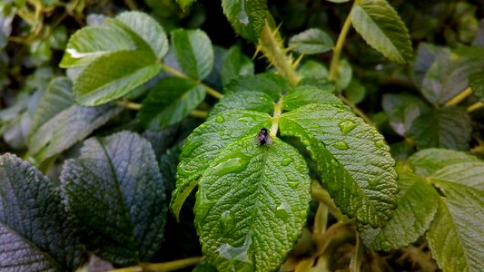 Damp leaves flora