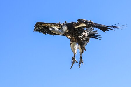 Raptor sky scavenger photo