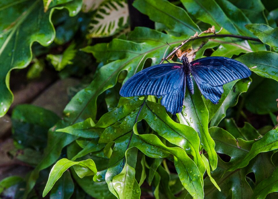 Outdoors garden butterfly
