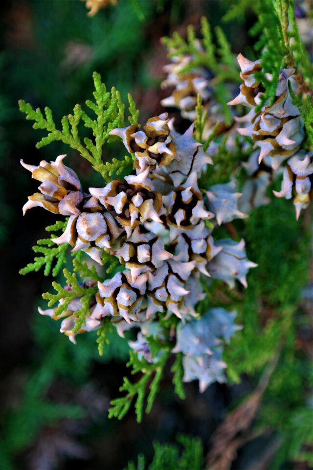 Conifer garden hedge