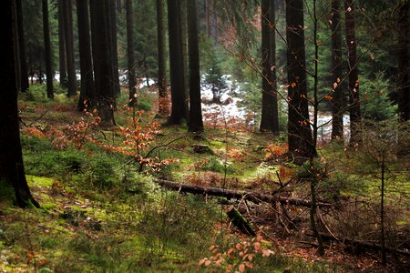 Landscape conifer environment photo