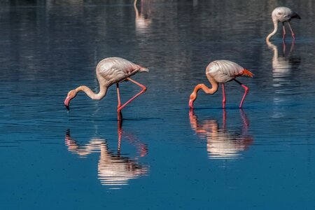 Animal water nature