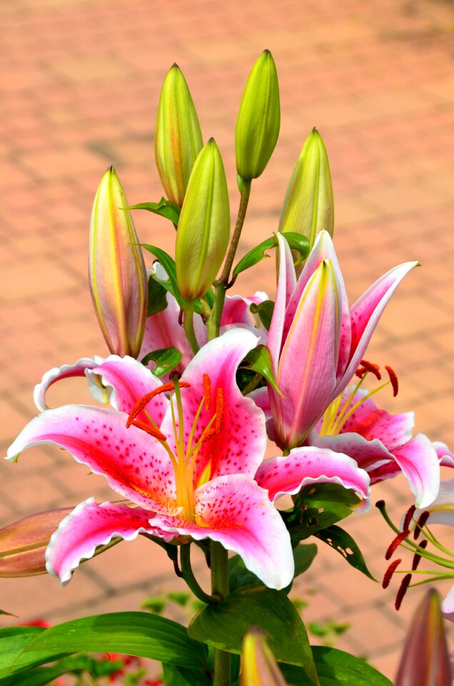 Daylily lily blossomed