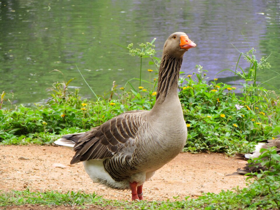 Nature birds duck