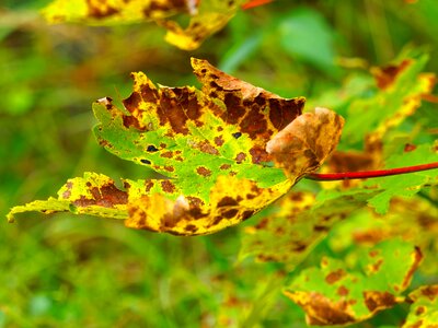 Nature colors fall foliage