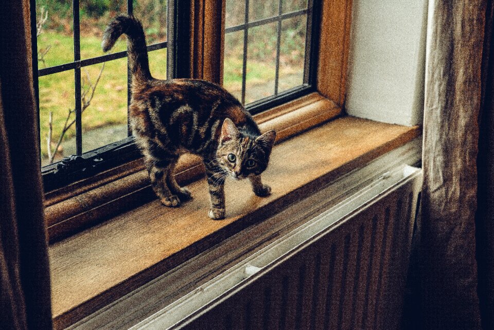 Cat pet animal