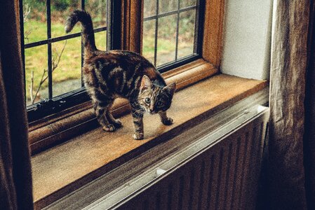Cat pet animal