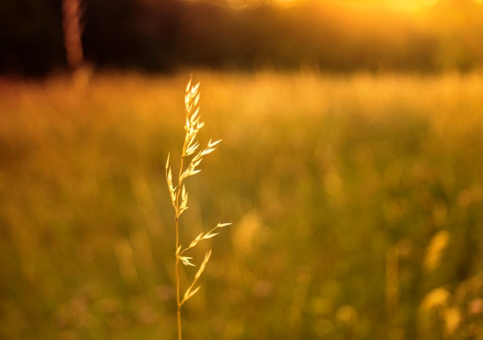 Grass bokeh summer