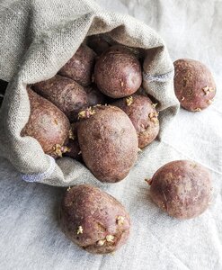 Burlap food vegetable photo