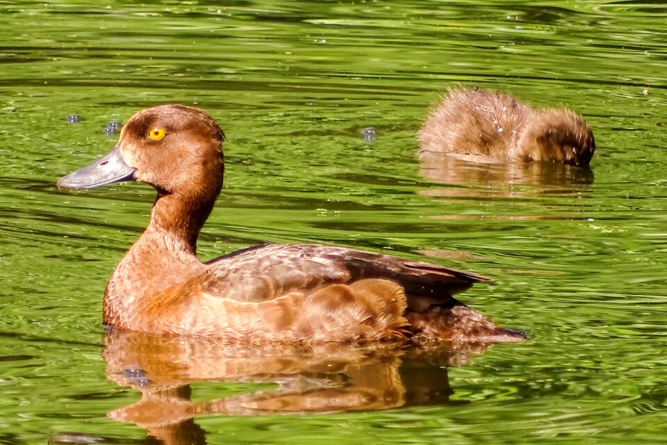 Nature duck bird ducky