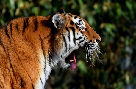 Fur beautiful dangerous