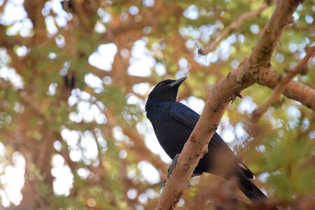 Nature fauna black