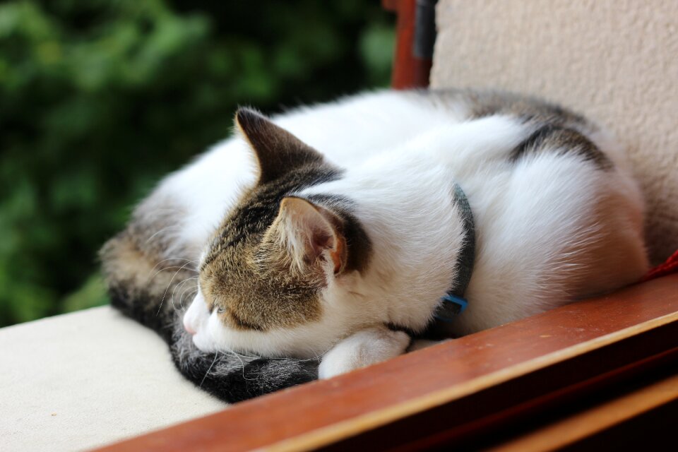 Feline domestic animal animals