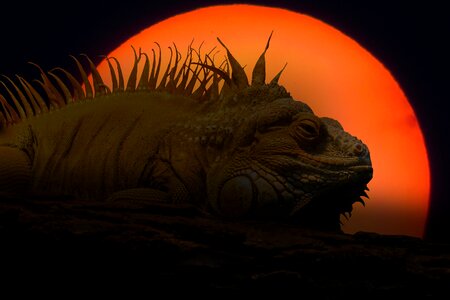 Reptile crawl scale