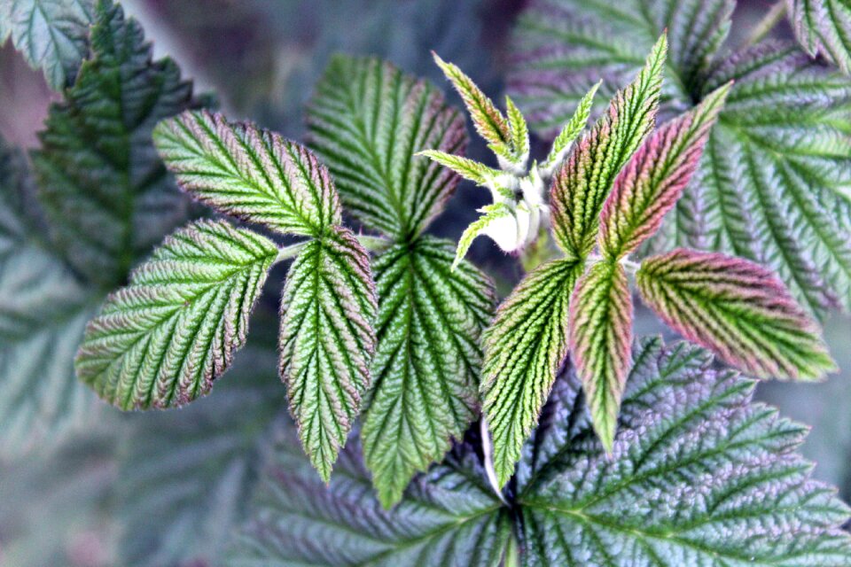 Garden raspberry leaf summer