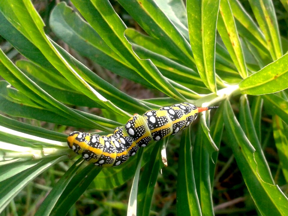 Caterpillar butterfly hawk