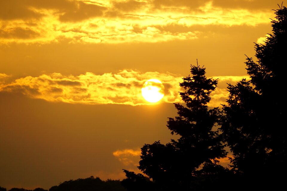 Sunset trees nature