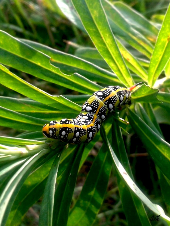 Caterpillar butterfly hawk