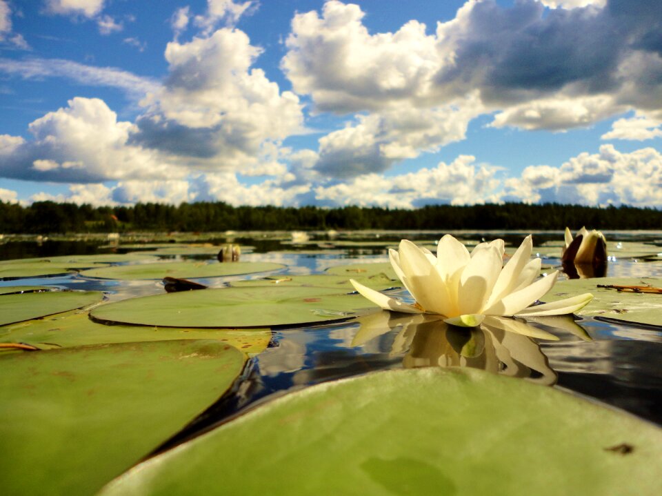 Sweden vacations lily pad