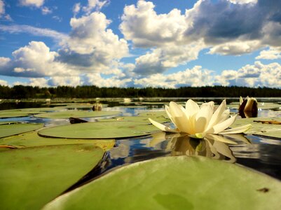 Sweden vacations lily pad